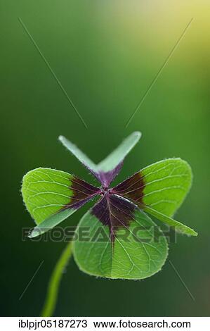Lucky Clover, Shamrock ( Oxalis tetraphylla) View Large Photo Image Stock Image - Lucky Clover, Shamrock ( Oxalis tetraphylla). Fotosearch