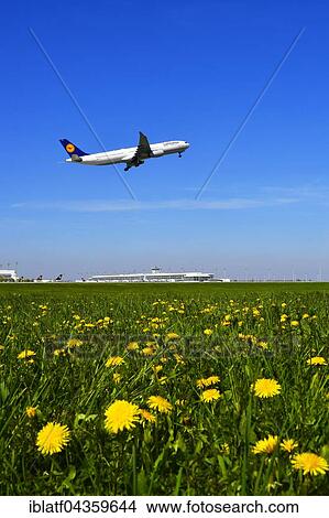 Lufthansa Airbus departs, dandelion meadow, Munich Airport, Bavaria, Germany, Europe View Large Photo Image Picture - Lufthansa Airbus departs, dandelion meadow, Munich Airport, Bavaria, Germany, Europe. Fotosearch