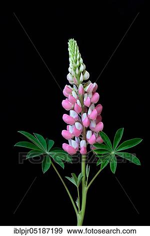 Stock Photo - Lupine ( Lupinus polyphyllus), Variety Schlossfrau. Fotosearch