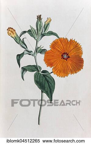 Lychnis coronata, hand-colored copper engraving by Sansom from William Curtis Botanical Magazine, London, 1793 View Large Photo Image Stock Photography - Lychnis coronata, hand-colored copper engraving by Sansom from William Curtis Botanical Magazine, London, 1793. Fotosearch