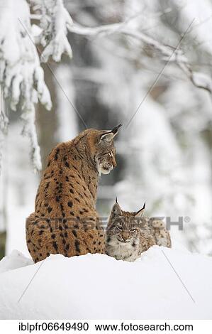 Lynx, Eurasian lynx, Eurasian lynx (Lynx lynx), European Lynx, in winter, Bavarian Forest National Park, Germany, Europe View Large Photo Image Stock Image - Lynx, Eurasian lynx, Eurasian lynx (Lynx lynx), European Lynx, in winter, Bavarian Forest National Park, Germany, Europe. Fotosearch