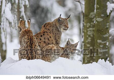 Stock Image - Lynx, Eurasian lynx, Eurasian lynx (Lynx lynx), European Lynx, in winter, Bavarian Forest National Park, Germany, Europe. Fotosearch