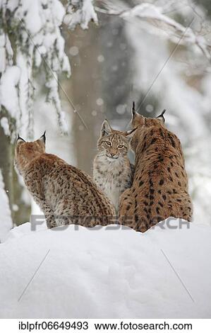 Lynx, Eurasian lynx, Eurasian lynx (Lynx lynx), European Lynx, in winter, Bavarian Forest National Park, Germany, Europe View Large Photo Image Stock Image - Lynx, Eurasian lynx, Eurasian lynx (Lynx lynx), European Lynx, in winter, Bavarian Forest National Park, Germany, Europe. Fotosearch