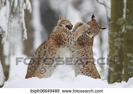 Lynx, Eurasian lynx, Eurasian lynx (Lynx lynx), European Lynx, in winter, Bavarian Forest National Park, Germany, Europe View Large Photo Image Stock Photo - Lynx, Eurasian lynx, Eurasian lynx (Lynx lynx), European Lynx, in winter, Bavarian Forest National Park, Germany, Europe. Fotosearch