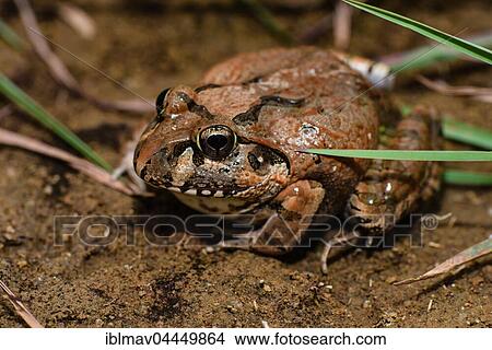 Madagascar Bullfrog (Laliostoma labrosum), male, Andasibe National Park, Madagascar, Africa View Large Photo Image Picture - Madagascar Bullfrog (Laliostoma labrosum), male, Andasibe National Park, Madagascar, Africa. Fotosearch