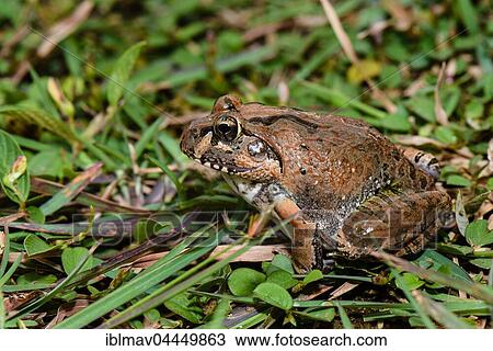 Stock Image - Madagascar Bullfrog (Laliostoma labrosum), male, Andasibe National Park, Madagascar, Africa. Fotosearch