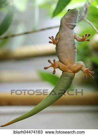 Madagascar giant day gecko (Phelsuma madagascariensis grandis) clinging to glass, captive, Germany, Europe View Large Photo Image Stock Image - Madagascar giant day gecko (Phelsuma madagascariensis grandis) clinging to glass, captive, Germany, Europe. Fotosearch