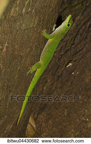 Madagascar giant day gecko (Phelsuma grandis) on a tree trunk in the dry broadleaf forest, Ankarana Reserve, Northwestern Madagascar, Madagascar, Africa View Large Photo Image Stock Image - Madagascar giant day gecko (Phelsuma grandis) on a tree trunk in the dry broadleaf forest, Ankarana Reserve, Northwestern Madagascar, Madagascar, Africa. Fotosearch