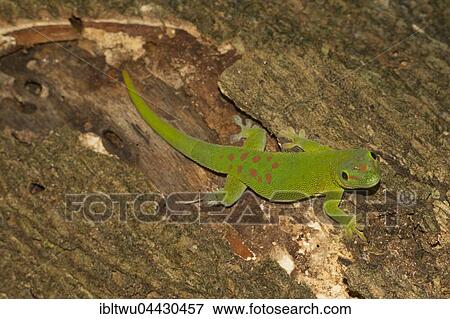 Madagascar giant day gecko (Phelsuma grandis), Nosy Komba, Northwest Coast, Madagascar, Africa View Large Photo Image Stock Photo - Madagascar giant day gecko (Phelsuma grandis), Nosy Komba, Northwest Coast, Madagascar, Africa. Fotosearch