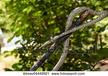 Madagascar leaf-nosed snake (Langaha madagascariensis), female, Zombitse-Vohibasia National Park, Madagascar, Africa View Large Photo Image Stock Image - Madagascar leaf-nosed snake (Langaha madagascariensis), female, Zombitse-Vohibasia National Park, Madagascar, Africa. Fotosearch