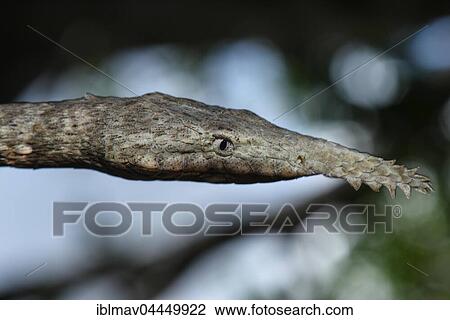Madagascar leaf-nosed snake (Langaha madagascariensis), female, Zombitse-Vohibasia National Park, Madagascar, Africa View Large Photo Image Stock Image - Madagascar leaf-nosed snake (Langaha madagascariensis), female, Zombitse-Vohibasia National Park, Madagascar, Africa. Fotosearch