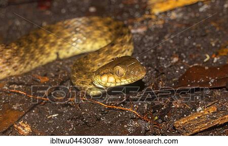 Madagascar night snake (Madagascarophis colubrinus) near Tomasina, East Coast, Madagascar, Africa View Large Photo Image Stock Photo - Madagascar night snake (Madagascarophis colubrinus) near Tomasina, East Coast, Madagascar, Africa. Fotosearch