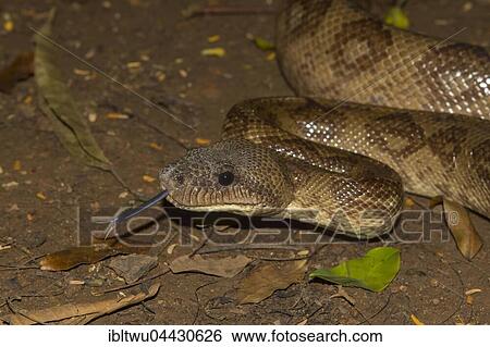 Stock Photograph - Madagascar tree boa (Sanzinia madagascariensis) in rainforest, Northwest Coast, Madagascar, Africa. Fotosearch