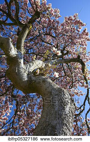 Stock Photograph - Magnolia, Magnolia spec., Switzerland, Europe. Fotosearch