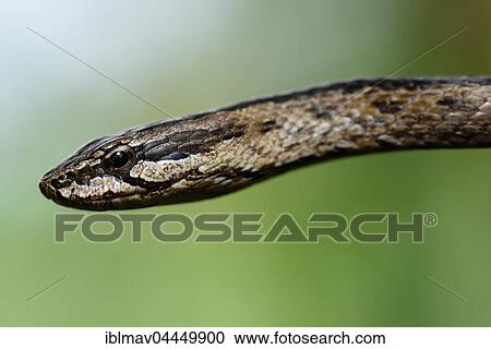 Stock Image - Malagasy colubrid (Mimophis mahfalensis), Portrait, Isalo National Park, Madagascar, Africa. Fotosearch