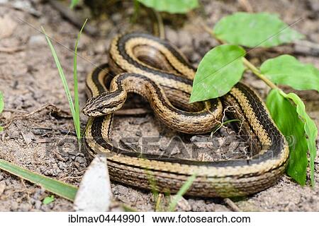 Malagasy colubrid (Mimophis mahfalensis), Isalo National Park, Madagascar, Africa View Large Photo Image Stock Image - Malagasy colubrid (Mimophis mahfalensis), Isalo National Park, Madagascar, Africa. Fotosearch