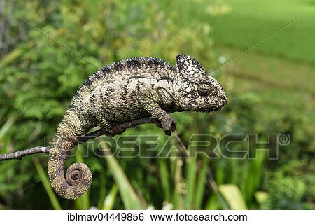 Stock Photograph - Malagasy giant chameleon (Furcifer oustaleti), female, RN7, Talata-Ampano, Madagascar, Africa. Fotosearch