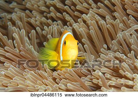 Maldive anemonefish (Amphiprion nigripes), magnificent sea anemone (Heteractis magnifica), Indian Ocean, Maldives, Asia View Large Photo Image Stock Photography - Maldive anemonefish (Amphiprion nigripes), magnificent sea anemone (Heteractis magnifica), Indian Ocean, Maldives, Asia. Fotosearch