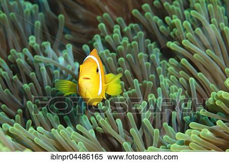Maldive anemonefish (Amphiprion nigripes), Magnificent anemone (Heteractis magnifica), Indian Ocean, Maldives, Asia View Large Photo Image Stock Photography - Maldive anemonefish (Amphiprion nigripes), Magnificent anemone (Heteractis magnifica), Indian Ocean, Maldives, Asia. Fotosearch