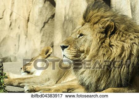 Stock Photo - Male African lion (Panthera leo) is lying on the ground, captive, Dresden, Saxony, Germany, Europe. Fotosearch