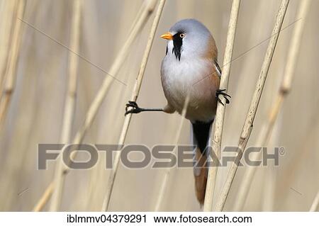 Male bearded reedling (Panurus biarmicus) between reeds, Naturpark Flusslandschaft Peenetal, Mecklenburg-Western Pomerania, Germany, Europe View Large Photo Image Stock Image - Male bearded reedling (Panurus biarmicus) between reeds, Naturpark Flusslandschaft Peenetal, Mecklenburg-Western Pomerania, Germany, Europe. Fotosearch