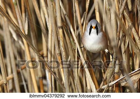 Stock Image - Male bearded reedling (Panurus biarmicus) between reeds, Naturpark Flusslandschaft Peenetal, Mecklenburg-Western Pomerania, Germany, Europe. Fotosearch