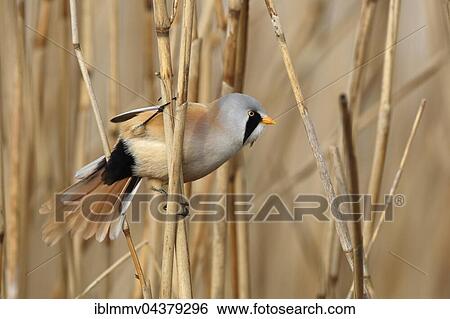 Male bearded reedling (Panurus biarmicus) on reed, Naturpark Flusslandschaft Peenetal, Mecklenburg-Western Pomerania, Germany, Europe View Large Photo Image Stock Photograph - Male bearded reedling (Panurus biarmicus) on reed, Naturpark Flusslandschaft Peenetal, Mecklenburg-Western Pomerania, Germany, Europe. Fotosearch