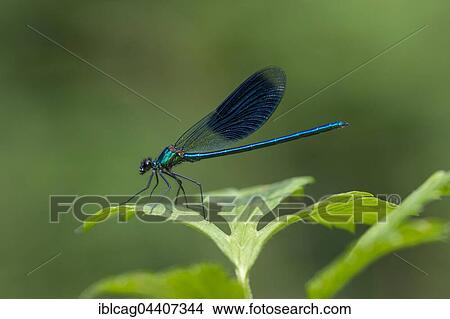 Male Beautiful demoiselle (Calopteryx virgo), Hesse, Germany, Europe View Large Photo Image Picture - Male Beautiful demoiselle (Calopteryx virgo), Hesse, Germany, Europe. Fotosearch