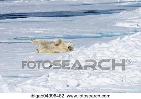 Stock Image - Male polar bear (Ursus maritimus) lying on pack ice, stretching, Spitsbergen, Svalbard, Norway, Europe. Fotosearch