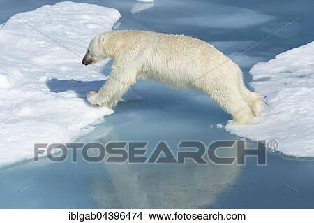 Male polar bear (Ursus maritimus) on ice, jumping across water, blood on nose, Spitsbergen, Svalbard, Norway, Europe View Large Photo Image Picture - Male polar bear (Ursus maritimus) on ice, jumping across water, blood on nose, Spitsbergen, Svalbard, Norway, Europe. Fotosearch