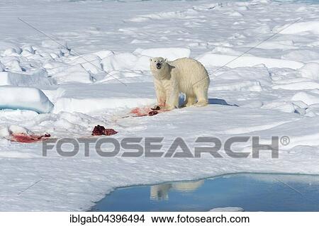 Picture - Male polar bear (Ursus maritimus) on pack ice, feeding on remains of preyed seal, Spitsbergen, Svalbard, Norway, Europe. Fotosearch