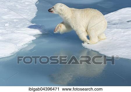 Male polar bear (Ursus maritimus) on ice, jumping across water, blood on nose, Spitsbergen, Svalbard, Norway, Europe View Large Photo Image Stock Image - Male polar bear (Ursus maritimus) on ice, jumping across water, blood on nose, Spitsbergen, Svalbard, Norway, Europe. Fotosearch