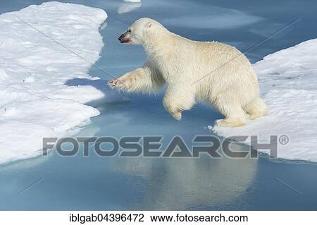 Male polar bear (Ursus maritimus) on ice, jumping across water, blood on nose, Spitsbergen, Svalbard, Norway, Europe View Large Photo Image Stock Image - Male polar bear (Ursus maritimus) on ice, jumping across water, blood on nose, Spitsbergen, Svalbard, Norway, Europe. Fotosearch