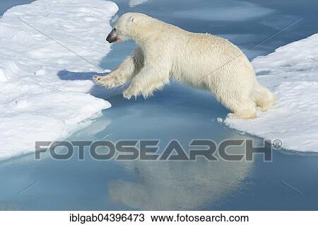 Male polar bear (Ursus maritimus) on ice, jumping across water, blood on nose, Spitsbergen, Svalbard, Norway, Europe View Large Photo Image Stock Image - Male polar bear (Ursus maritimus) on ice, jumping across water, blood on nose, Spitsbergen, Svalbard, Norway, Europe. Fotosearch