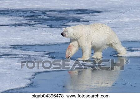 Male polar bear (Ursus maritimus) on ice, blood on nose, Spitsbergen, Svalbard, Norway, Europe View Large Photo Image Stock Photo - Male polar bear (Ursus maritimus) on ice, blood on nose, Spitsbergen, Svalbard, Norway, Europe. Fotosearch
