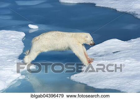 Male polar bear (Ursus maritimus) on ice, jumping across water, blood on nose, Spitsbergen, Svalbard, Norway, Europe View Large Photo Image Stock Photo - Male polar bear (Ursus maritimus) on ice, jumping across water, blood on nose, Spitsbergen, Svalbard, Norway, Europe. Fotosearch