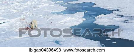 Stock Photo - Male polar bear (Ursus maritimus) on pack ice, feeding on remains of preyed seal, Spitsbergen, Svalbard, Norway, Europe. Fotosearch