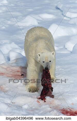 Stock Photograph - Male polar bear (Ursus maritimus) on pack ice, feeding on remains of preyed seal, Spitsbergen, Svalbard, Norway, Europe. Fotosearch