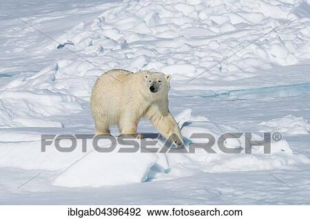 Male polar bear (Ursus maritimus) walking on pack ice, Spitsbergen, Svalbard, Norway, Europe View Large Photo Image Stock Image - Male polar bear (Ursus maritimus) walking on pack ice, Spitsbergen, Svalbard, Norway, Europe. Fotosearch