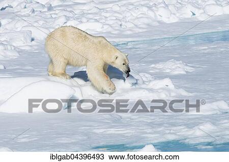 Male polar bear (Ursus maritimus) walking on pack ice, Spitsbergen, Svalbard, Norway, Europe View Large Photo Image Stock Image - Male polar bear (Ursus maritimus) walking on pack ice, Spitsbergen, Svalbard, Norway, Europe. Fotosearch