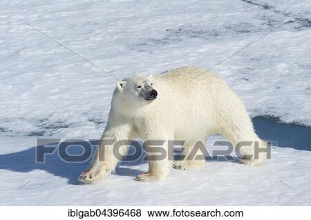 Stock Photo - Male polar bear (Ursus maritimus) walking across pack ice, Spitsbergen, Svalbard, Norway, Europe. Fotosearch