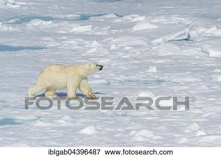 Stock Photo - Male polar bear (Ursus maritimus) walking on pack ice, Spitsbergen, Svalbard, Norway, Europe. Fotosearch