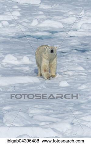 Male polar bear (Ursus maritimus) walking on pack ice, Spitsbergen, Svalbard, Norway, Europe View Large Photo Image Stock Photo - Male polar bear (Ursus maritimus) walking on pack ice, Spitsbergen, Svalbard, Norway, Europe. Fotosearch