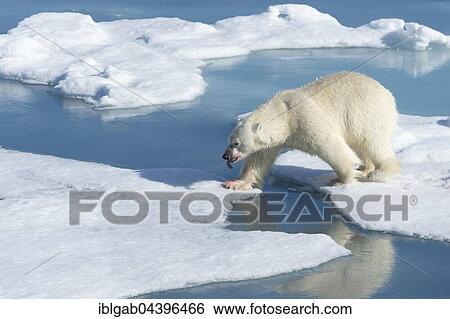 Male polar bear (Ursus maritimus) walking across pack ice, Spitsbergen, Svalbard, Norway, Europe View Large Photo Image Stock Photograph - Male polar bear (Ursus maritimus) walking across pack ice, Spitsbergen, Svalbard, Norway, Europe. Fotosearch