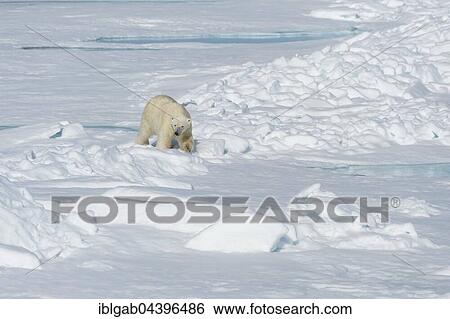 Male polar bear (Ursus maritimus) walking on pack ice, Spitsbergen, Svalbard, Norway, Europe View Large Photo Image Stock Photograph - Male polar bear (Ursus maritimus) walking on pack ice, Spitsbergen, Svalbard, Norway, Europe. Fotosearch