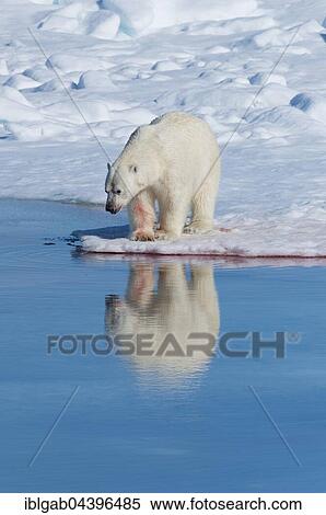 Male polar bear (Ursus maritimus) drinking water, blood on ice from recent kill, Spitsbergen, Svalbard, Norway, Europe View Large Photo Image Stock Photography - Male polar bear (Ursus maritimus) drinking water, blood on ice from recent kill, Spitsbergen, Svalbard, Norway, Europe. Fotosearch