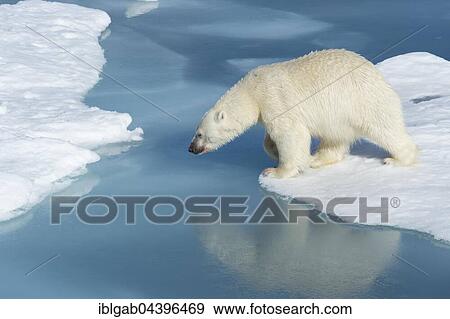 Male polar bear (Ursus maritimus) with blood on nose, moving across ice and water, Spitsbergen, Svalbard, Norway, Europe View Large Photo Image Stock Photo - Male polar bear (Ursus maritimus) with blood on nose, moving across ice and water, Spitsbergen, Svalbard, Norway, Europe. Fotosearch