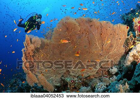 Male scuba diver photographing coral purple gorgonian sea fan (Gorgonia flabellum), Red sea, Egypt, Africa View Large Photo Image Stock Image - Male scuba diver photographing coral purple gorgonian sea fan (Gorgonia flabellum), Red sea, Egypt, Africa. Fotosearch