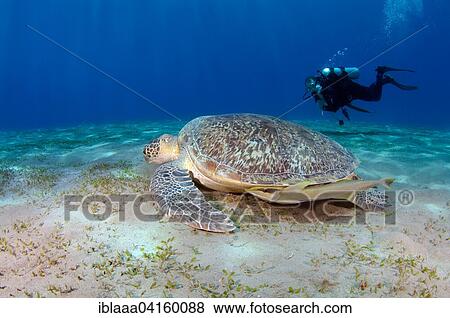Stock Photo - Male scuba diver with a green sea turtle (Chelonia mydas), Red sea, Marsa Alam, Abu Dabab, Egypt, Africa. Fotosearch