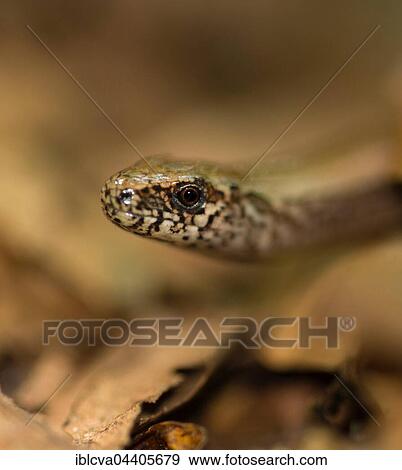 Male Western blindworm (Anguis fragilis) between brown leaves on the forest floor, Usedom Island, Mecklenburg-Western Pomerania, Germany, Europe View Large Photo Image Stock Photo - Male Western blindworm (Anguis fragilis) between brown leaves on the forest floor, Usedom Island, Mecklenburg-Western Pomerania, Germany, Europe. Fotosearch